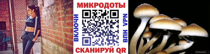 Псилоцибиновые грибы Psilocybine cubensis  Приморск 
